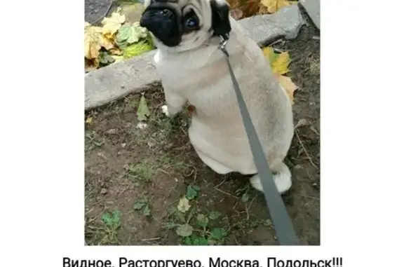 Пропала собака Плюша! Софийская ул., Видное, Москва.