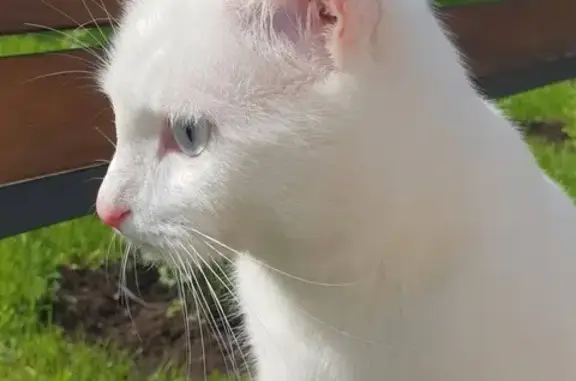 Пропал глухой альбинос-кот на Новорижском шоссе, Поселок Балтия