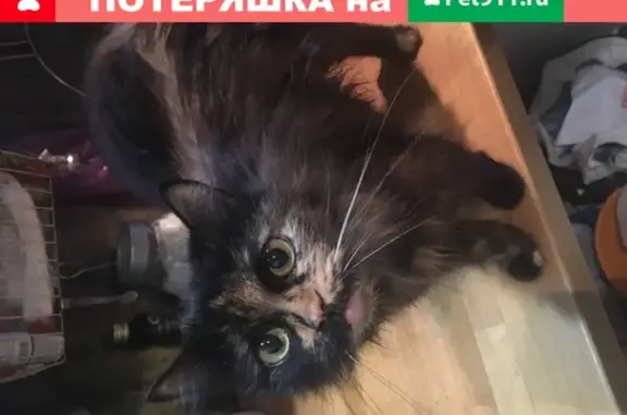Найдена кошка на Алтайской ул. #6
