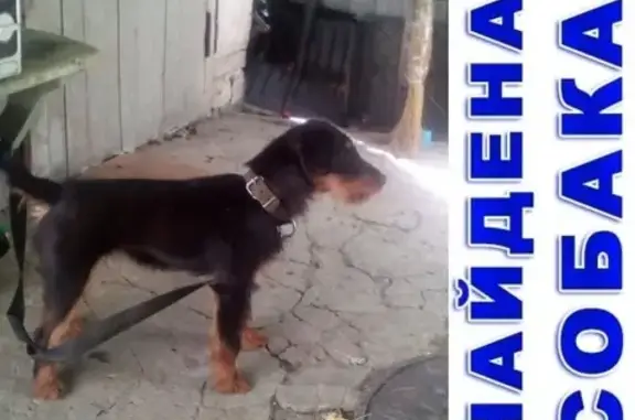 Найдена собака на ул. Космонавтов, 2 в Воронеже