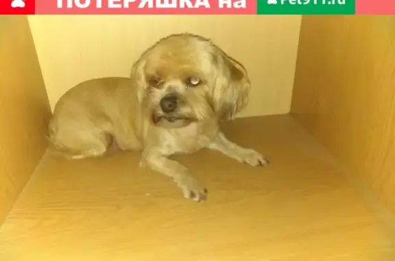 Найдена собака в Тверской области, ждет хозяина