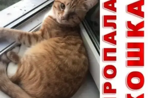 Потерянные животные Смоленск, фото: Пропала рыжая кошка на ул. Румянцева