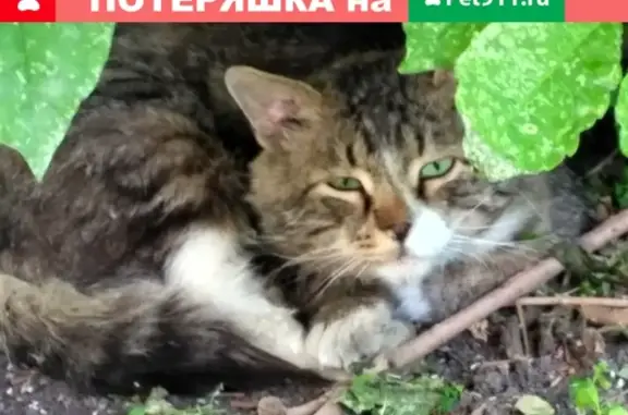 Найден котик во дворе в Москве.