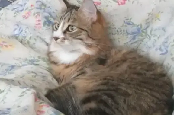 Кошки потеряшки, Владивосток, фото: Потеряшка кошка Ася на ул. Фадеева, 6г.