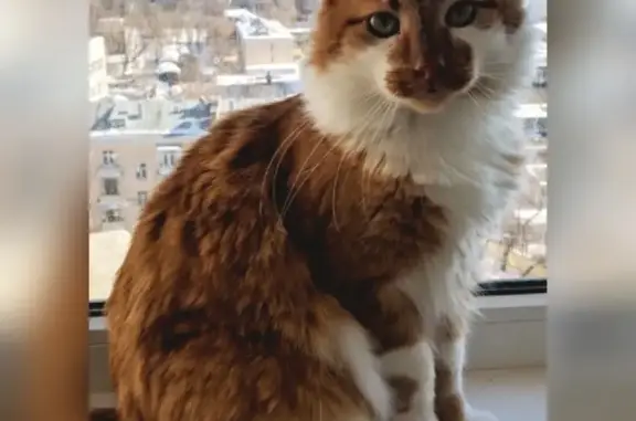 Кошки потеряшки, Москва, фото: Потеряшка кошка на улице Шумкина, дом 9