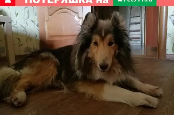 Пропала собака Боня в Орехово, Приозерский район