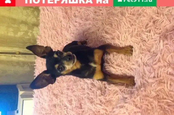 Найдена собака на остановке п. Откосово