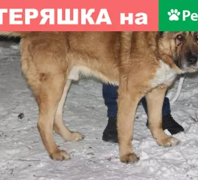 Пропала рыжая кавказская собака в Орске (30 символов)