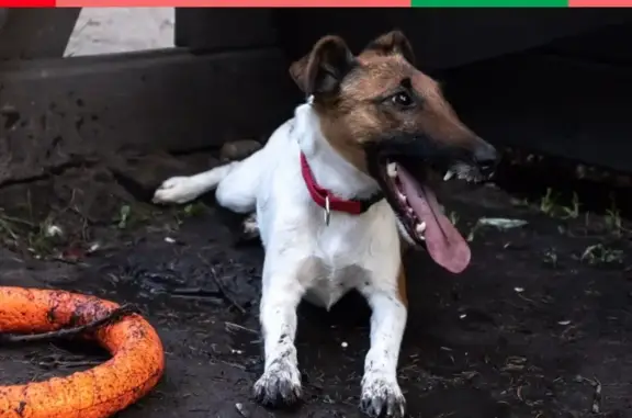 Пропала собака фокс терьер в Кирове с клеймом на животе