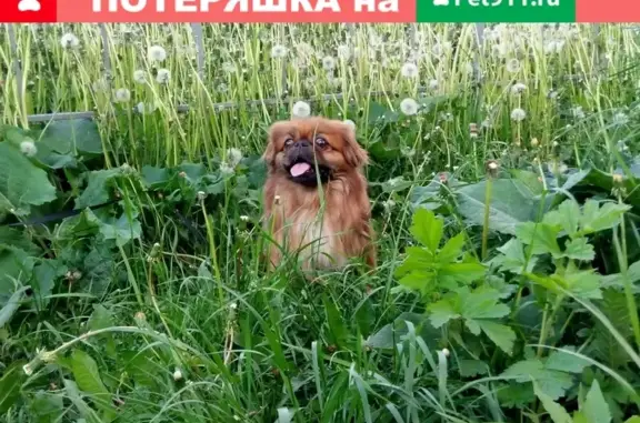 Собаки потеряшки, Новокузнецк, фото: Потеряшка собака в Новокузнецке: Циолковского 21