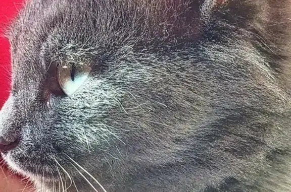 Пропала пушистая кошка с купированным хвостом в Вихоревке