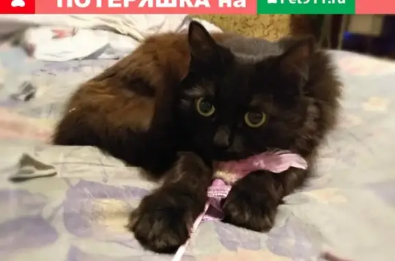 Пропала кошка Сима, район Площади Победы, Калуга