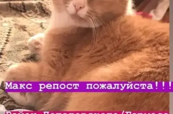 Пропал кот в Новомосковске, вознаграждение.