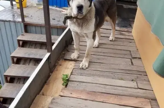 Найден пес в районе СХИ, Саратов