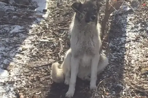 Собаки потеряшки, Новокузнецк, фото: Потеряшка бездомная собака на улице Франкфурта, Новокузнецк