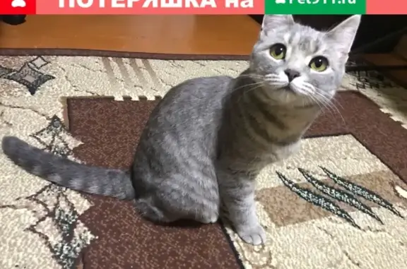 Найдена кошка на ул. Чеглецова, 16