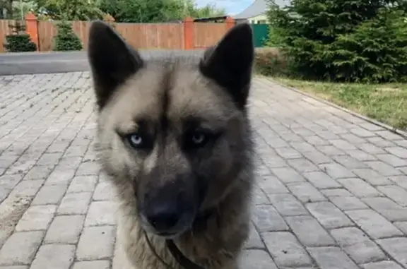 Собака Хаска найдена в деревне Кулаково.