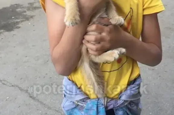 Найдена кошка на улице Котовского в Новосибирске