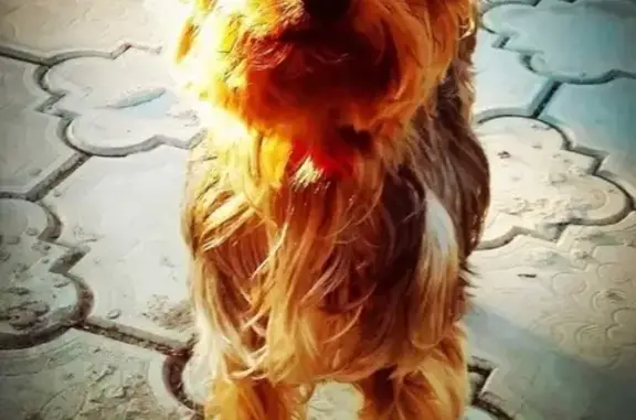 Потерянные животные Астрахань, фото: Пропала собака Люси на улице Набережная Казачьего Ерика