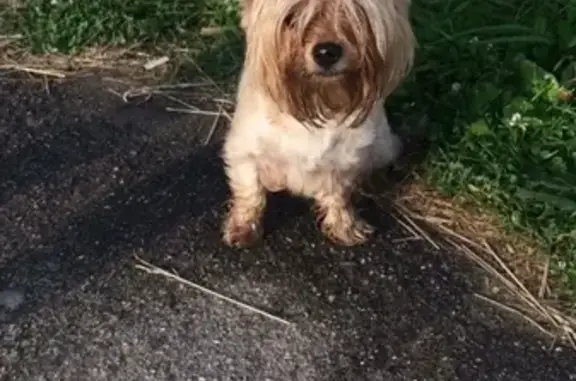 Собаки потеряшки, Кострома, фото: Потеряшка собака Ева в районе Якиманихи-Берендеевки, Кострома