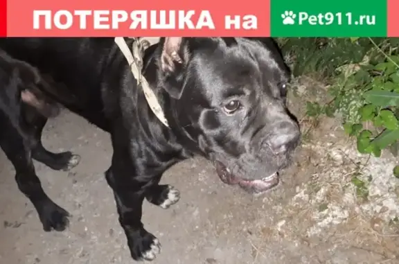 Найдена собака кане корсо в Ростове
