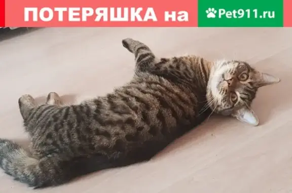 Найден котик на улице Чичерина, г. Челябинск