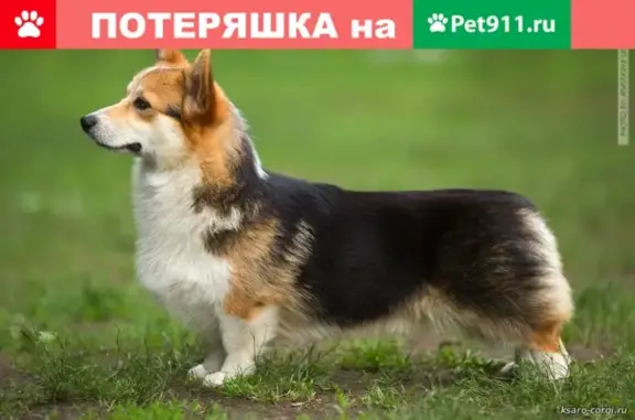 Потерянные животные Москва, фото: Пропала собака в Экодолье, помогите найти!