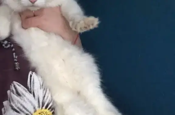 Найдена ласковая кошка на Печорском 9 в Сыктывкаре, ищем хозяев