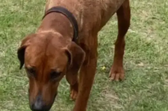 Найдена собака в Тюменской области, ищем хозяина!