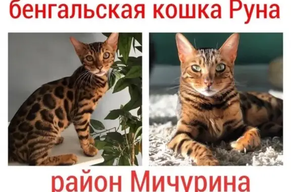Пропала кошка в Находке, район Мичурина - Советская - Пограничная, ул. Советская, 26.