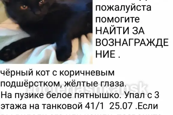 Кошки потеряшки, Новосибирск, фото: Потеряшка кот на Танковой в Новосибирске