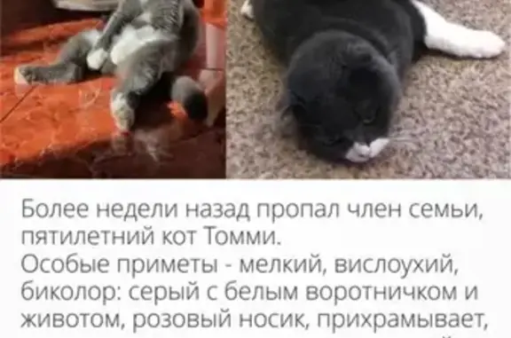 Пропал кот в Ростовской области, помогите!