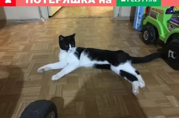 Найдена кошка на ул. Будапештская, Санкт-Петербург