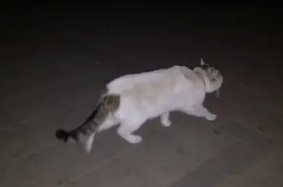 Найдена кошка в Кемерово, ул. Весенняя, дом 25
