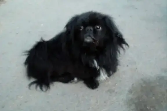 Найдена собака на улице Юного Коммунара в Улан-Удэ