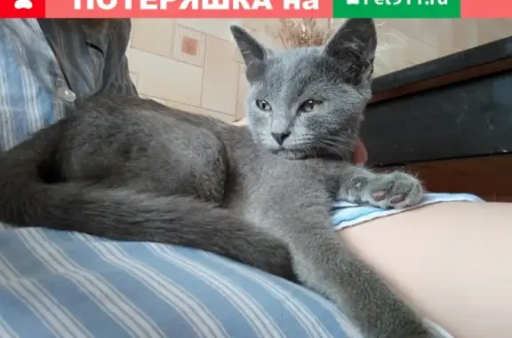 Найден британский котенок на Антонова-Овсеенко