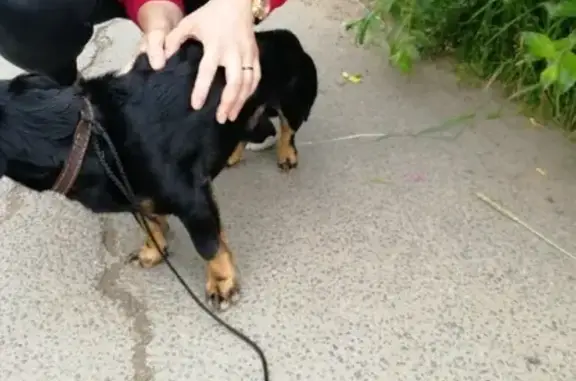 Найдена собака в Фрунзенском районе, адрес - СНТ Восход, 57 км Мурманского шоссе.