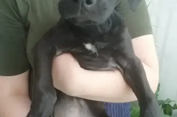 Найдена собака в Пскове: лабрадор помесь, 2 месяца, стерилизация по желанию.