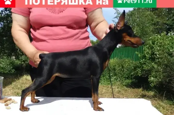 Пропала собака в Гатчинском районе, помогите найти!