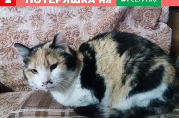 Найдена кошка на улице Луговая, Волжск, Республика Марий Эл