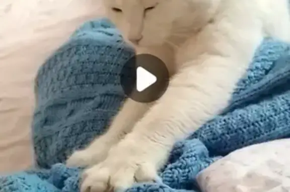 Кошки потеряшки, деревня Крутая, фото: Потеряшка кот Степан в деревне Крутая