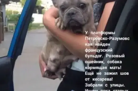 Найдена собака в Москве, ищем хозяев