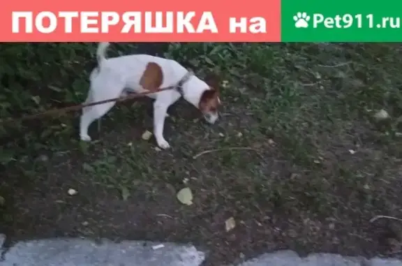Найдена собака в Кирове