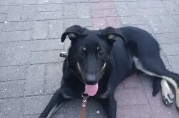 Найдена собака в Луге, Ленинградская область