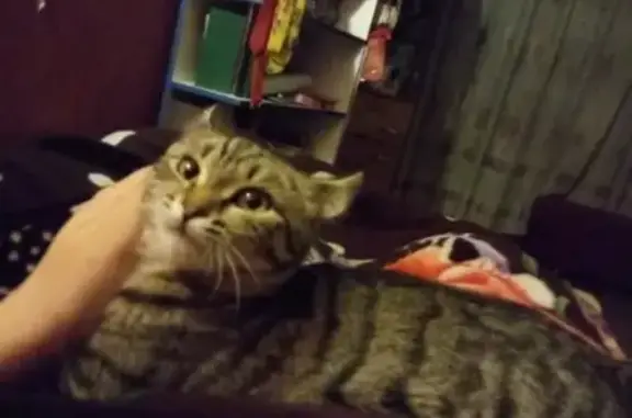 Кошки потеряшки, Новосибирск, фото: Потеряшка кошка на улице Садовая, отзывается на имя 