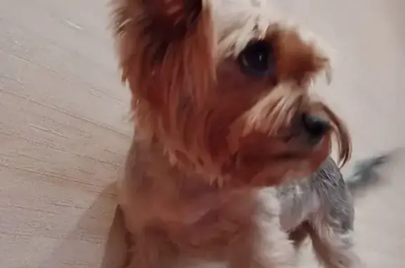 Собаки потеряшки, Старая Сахча, фото: Потеряшка собака Соня в Старой Сахче, вознаграждение.