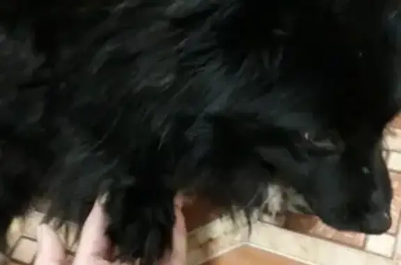 Пропала собака в Чапаевске, территория 3-й городской больницы