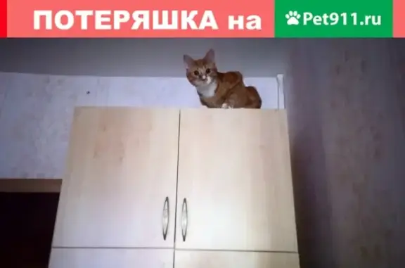 Пропал кот в Новодвинске, нужна помощь!
