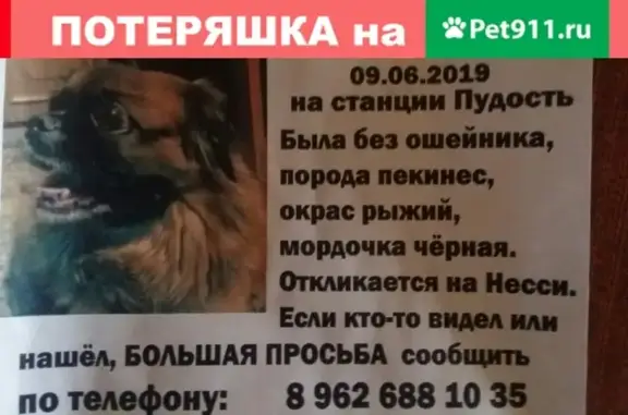 Пропала собака на станции Пудость, порода пекинес, откликается на НЕССИ