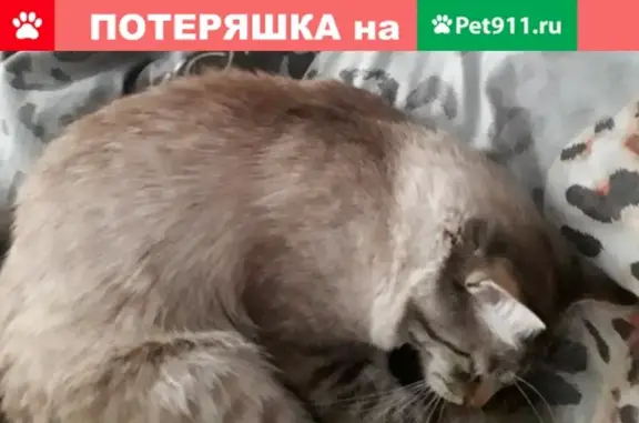 Пропала кошка Яша в Зеленодольске, Республика Татарстан